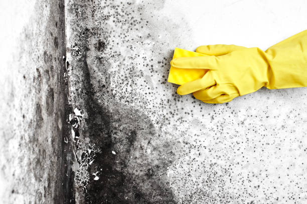 Best Residential Mold Removal  in Newberry, FL