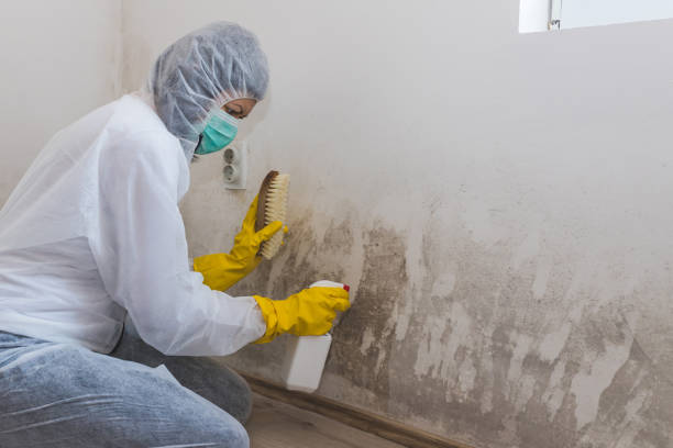 Best Professional Mold Removal  in Newberry, FL