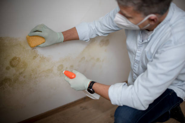 Mold Removal Process in Newberry, FL