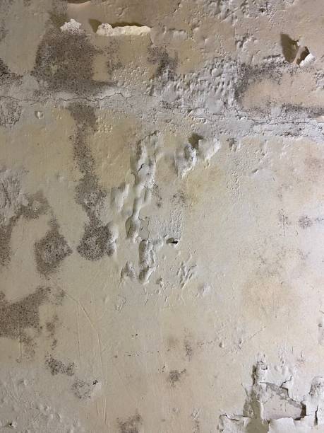 Newberry, FL Mold Removal Company