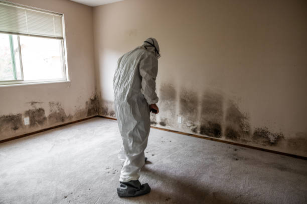 Mold Removal and Inspection in Newberry, FL