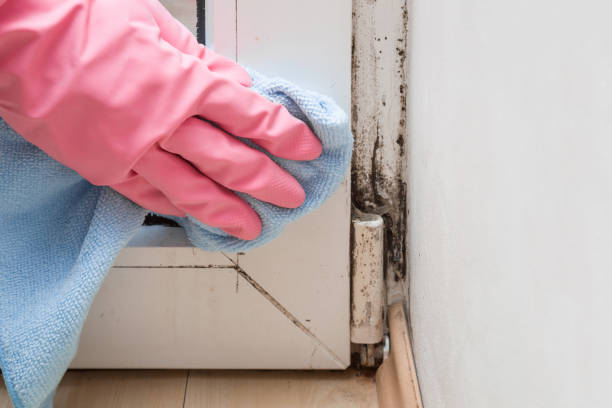 Best Emergency Mold Removal  in Newberry, FL